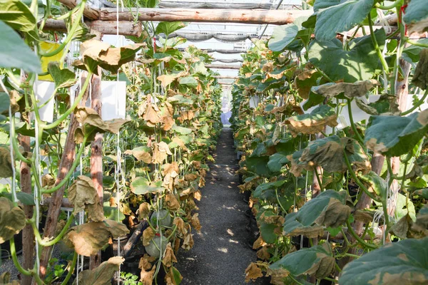 close up of cantaloupe in Temperature and Humidity Control System for Plant Nursery