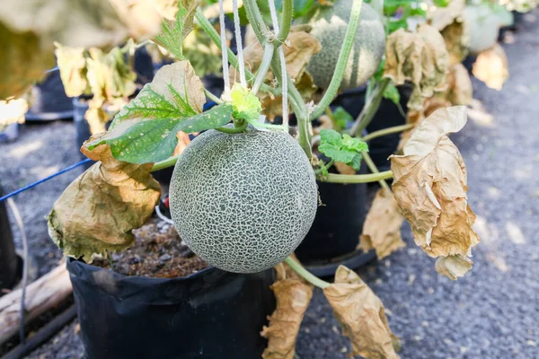 close up of cantaloupe in Temperature and Humidity Control System for Plant Nursery