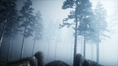 sis gece ormanda korkunç GIGANT örümcek. Korku ve dehşet. Mistic ve Cadılar Bayramı kavramı. Gerçekçi 4 k animasyon.