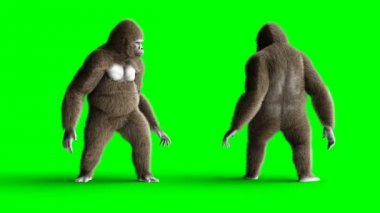 Komik kahverengi goril kalış boşta. Süper gerçekçi kürk ve saç. Yeşil ekran 4k animasyon.