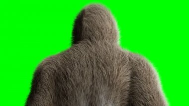 Komik kahverengi goril kalış boşta. Süper gerçekçi kürk ve saç. Yeşil ekran 4k animasyon.