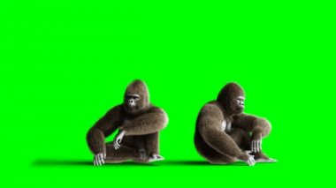Komik kahverengi goril oturur. Süper gerçekçi kürk ve saç. Yeşil ekran 4k animasyon.
