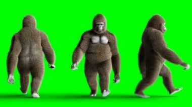 Komik kahverengi goril yürüme. Süper gerçekçi kürk ve saç. Yeşil ekran 4k animasyon.