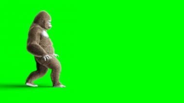 Komik kahverengi goril yürüme. Süper gerçekçi kürk ve saç. Yeşil ekran 4k animasyon.