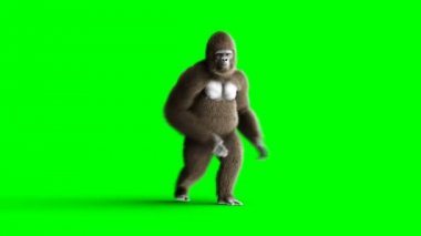 Komik kahverengi goril dans. Süper gerçekçi kürk ve saç. Yeşil ekran 4k animasyon.