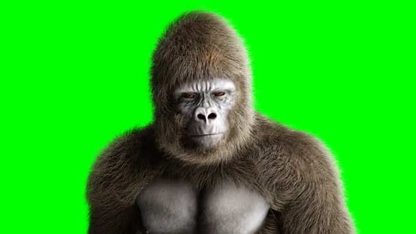 Divertente gorilla marrone rimanere inattivo. Pelliccia e capelli super realistici. Schermo verde animazione 4K . — Video Stock