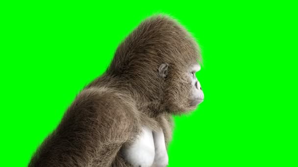 Grappige bruin gorilla verblijf inactief. Super realistische bont en haren. Groen scherm 4k animatie. — Stockvideo