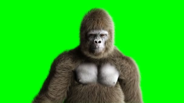 Grappige bruin gorilla wandelen. Super realistische bont en haren. Groen scherm 4k animatie. — Stockvideo