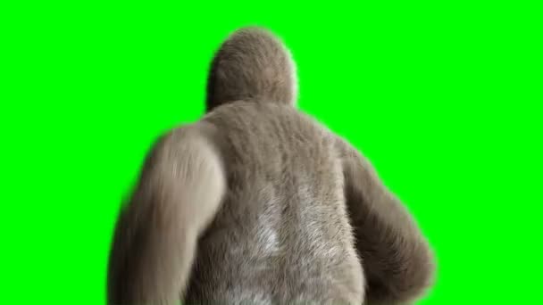 Gorila coklat yang lucu. Bulu dan rambut yang sangat realistis. Animasi 4K layar hijau . — Stok Video