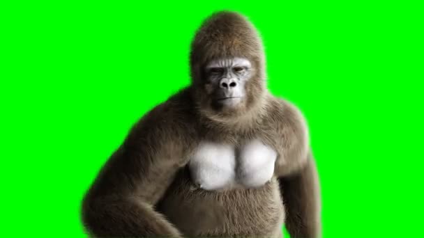 Vicces barna gorilla rúnaírásos. Super reális szőrme és a haj. Zöld képernyő 4k animáció. — Stock videók