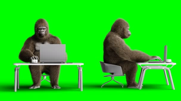 Vicces barna gorilla szerkezet hátsórész egy számítógép. Super reális szőrme és a haj. Zöld képernyő 4k animáció. — Stock videók