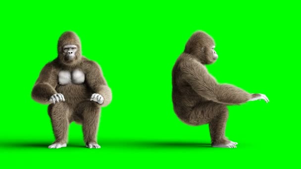 Divertido gorila marrón trabaja detrás de una computadora. Piel y cabello súper realistas. Animación de pantalla verde 4K . — Vídeo de stock