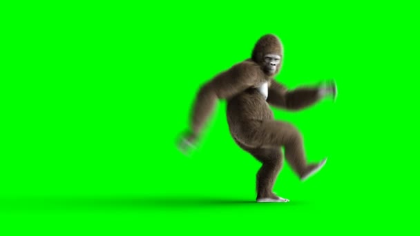 Смешная коричневая горилла танцует. Супер реалистичный мех и волосы. Зеленый экран 4K анимация . — стоковое видео