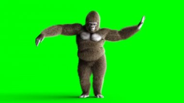 Komik kahverengi goril dans. Süper gerçekçi kürk ve saç. Yeşil ekran 4k animasyon.