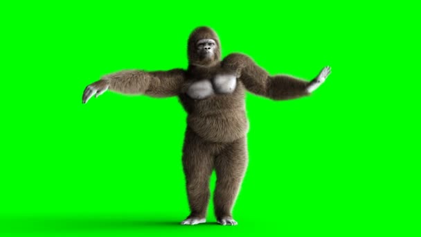 Забавні танці з коричневою горилою. Супер реалістичне хутро та волосся. Зелений екран 4K анімація . — стокове відео