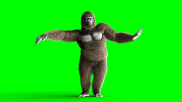 Grappige bruin gorilla dansen. Super realistische bont en haren. Groen scherm 4k animatie. — Stockvideo