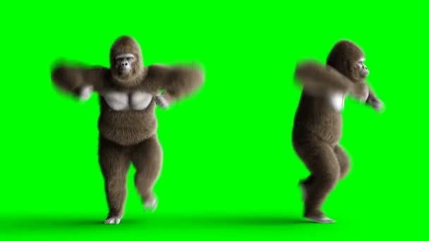 Grappige bruin gorilla dansen. Super realistische bont en haren. Groen scherm 4k animatie. — Stockvideo