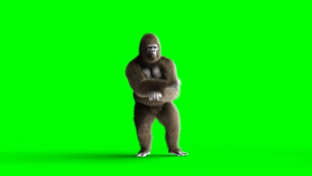 Grappige bruin gorilla dansen. Super realistische bont en haren. Groen scherm 4k animatie. — Stockvideo