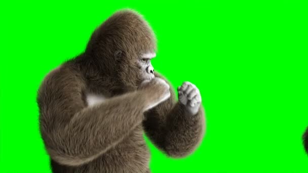 Grappige bruin gorilla vechten. Super realistische bont en haren. Groen scherm 4k animatie. — Stockvideo