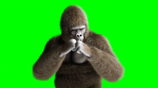 Peleas graciosas de gorila marrón. Piel y cabello súper realistas. Animación de pantalla verde 4K . — Vídeo de stock