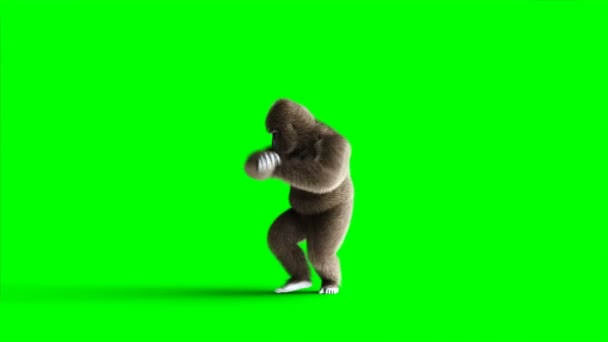 Pertempuran gorila coklat yang lucu. Bulu dan rambut yang sangat realistis. Animasi 4K layar hijau . — Stok Video