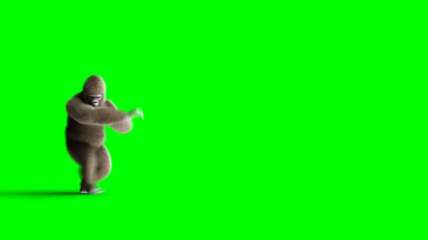 재미 있는 갈색 고릴라 싸움. 슈퍼 현실 모피 그리고 머리입니다. 녹색 화면 4 k 애니메이션. — 비디오