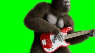Bas gitar oyna komik kahverengi gorilla. Süper gerçekçi kürk ve saç. Yeşil ekran 4k animasyon.