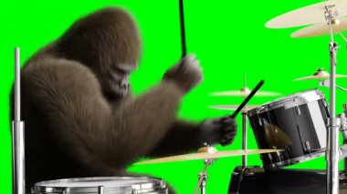 Davul oyna komik kahverengi gorilla. Süper gerçekçi kürk ve saç. Yeşil ekran 4k animasyon.