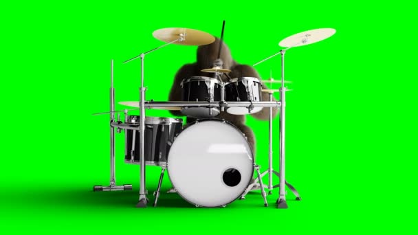 Funny brown gorilla play the drum. Super realistic fur and hair. Green screen 4K animation. — Stock Footage Funny brown gorilla play the drum. Super realistic fur and hair. Green screen 4K animation. Royalty Free Stock Footage
