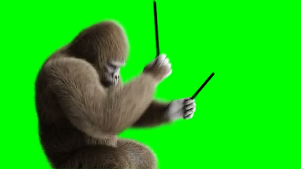 Davul oyna komik kahverengi gorilla. Süper gerçekçi kürk ve saç. Yeşil ekran 4k animasyon. — Stok video