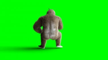 Davul oyna komik kahverengi gorilla. Süper gerçekçi kürk ve saç. Yeşil ekran 4k animasyon.