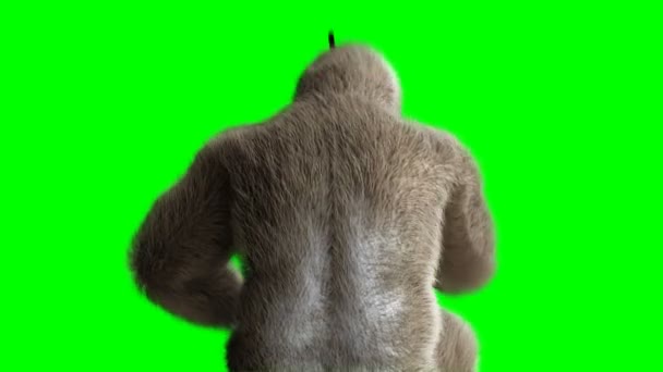 Grappige bruin gorilla spelen de trommel. Super realistische bont en haren. Groen scherm 4k animatie. — Stockvideo