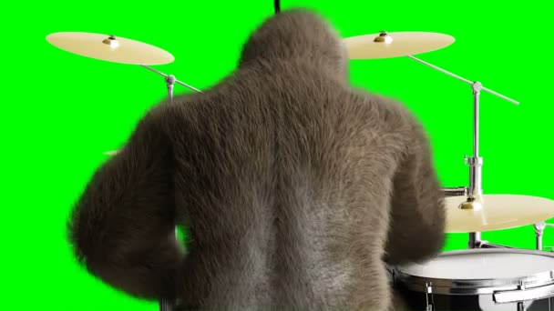 O gorila castanho engraçado toca tambor. Pele super realista e cabelo. Tela verde animação 4K . — Vídeo de Stock