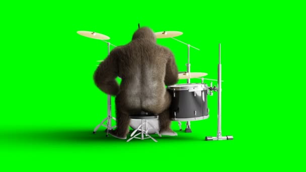 Смішна коричнева горила грає на барабані. Супер реалістичне хутро та волосся. Зелений екран 4K анімація . — стокове відео