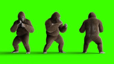 Komik kahverengi goril dövüşü. Süper gerçekçi kürk ve saç. Yeşil ekran. 3d oluşturma.