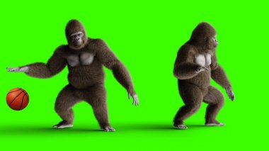 Komik kahverengi goril için basketbol oynamak. Süper gerçekçi kürk ve saç. Yeşil ekran. 3D render.