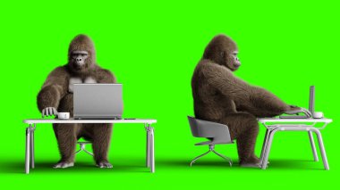 Komik kahverengi goril bilgisayar arkasında çalışıyor. Süper gerçekçi kürk ve saç. Yeşil ekran. 3d oluşturma.