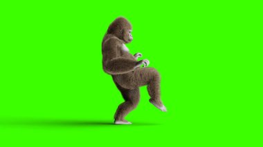 Komik kahverengi goril yürüme. Süper gerçekçi kürk ve saç. Yeşil ekran. 3D render.