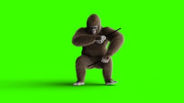 Davul oyna komik kahverengi gorilla. Süper gerçekçi kürk ve saç. Yeşil ekran. 3D render.