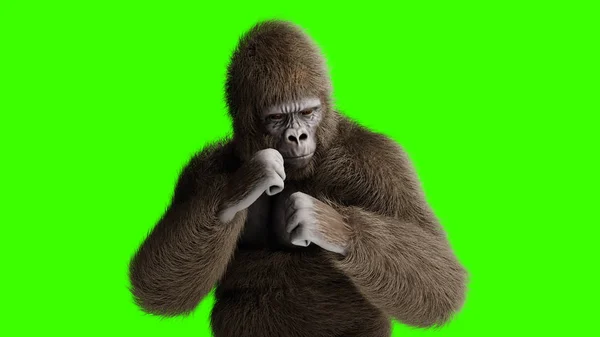 Lustiger brauner Gorilla-Kampf. Super realistisches Fell und Haar. Grüner Bildschirm. 3D-Darstellung. — Stockfoto
