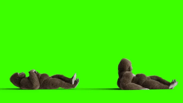 Забавна коричнева горилка бездіяльна. Супер реалістичне хутро та волосся. Зелений екран. 3D візуалізація . — стокове фото