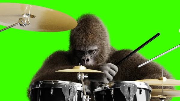 Divertente gorilla marrone suonare il tamburo. Pelliccia e capelli super realistici. Schermo verde. rendering 3d . — Foto Stock