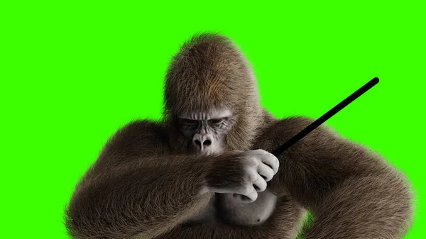 Divertente gorilla marrone suonare il tamburo. Pelliccia e capelli super realistici. Schermo verde. rendering 3d . — Foto Stock