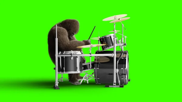 Funny brown gorilla play the drum. Super realistic fur and hair. Green screen. 3d rendering.