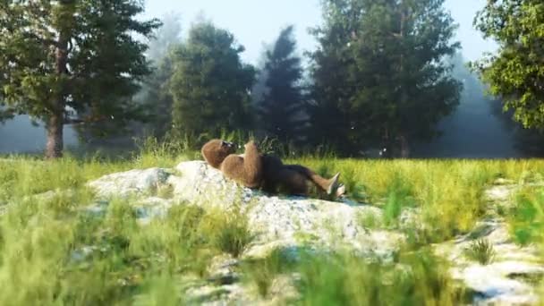 Legrační gorila nečinná v lese. Realistická animace 4k. — Stock video