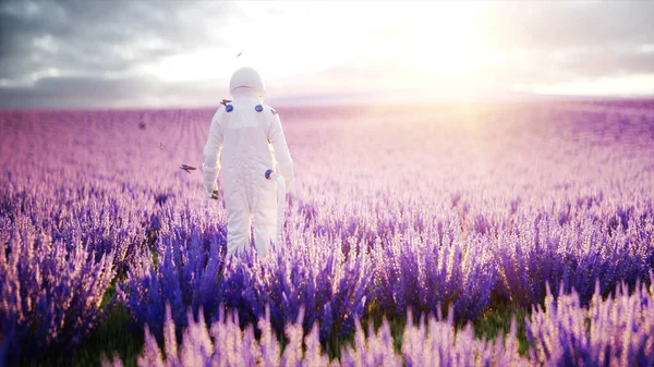 ラベンダー畑に蝶と宇宙飛行士。未来の概念。放送。3Dレンダリング. — ストック写真