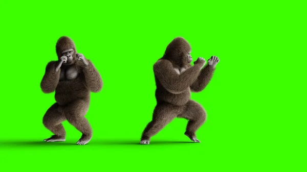 Divertente combattimento tra gorilla bruni. Pelliccia e capelli super realistici. Schermo verde. rendering 3d. — Foto Stock