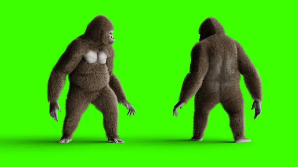 Lustiger brauner Gorilla im Leerlauf. Super realistisches Fell und Haar. Grüner Bildschirm. 3D-Darstellung. — Stockfoto