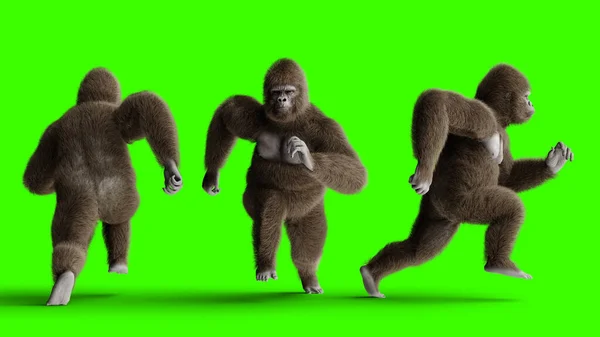 Lustiger brauner Gorilla rennt. Super realistisches Fell und Haar. Grüner Bildschirm. 3D-Darstellung. — Stockfoto