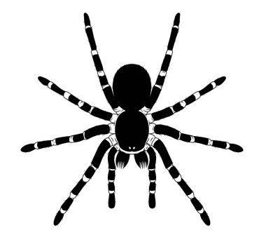 Bacakları olan bir örümceğin siyah beyaz çizimi. Tasarım, logolar, posterler, eğitim materyalleri ve doğa, böcek bilimi veya Cadılar Bayramı konulu projeler için uygun egzotik bir tarantula.